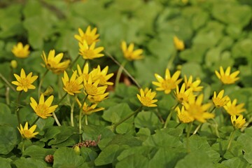 Blühendes Scharbockskraut (Ficaria verna)