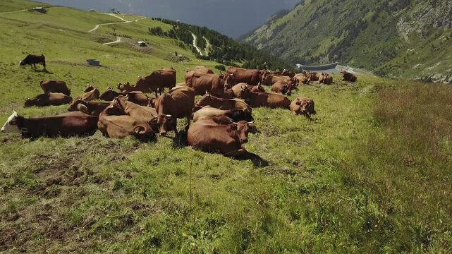 Drone vache montagne