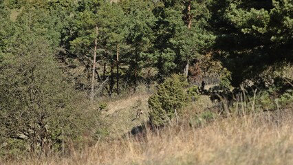 &Auml;sendes Reh (Capreolus capreolus) auf Kalkmagerrasen