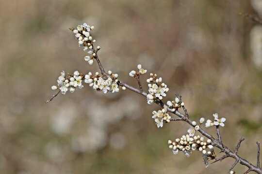 Bl&uuml;hender Schlehenzweig (Prunus spinosa).