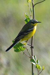 Bergeronnette printanière, Motacilla flava, Western Yellow Wagtail