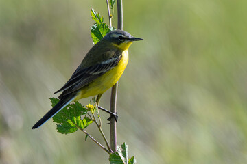 Bergeronnette printanière, Motacilla flava, Western Yellow Wagtail