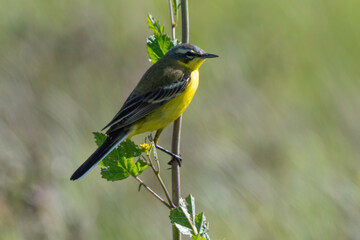 Bergeronnette printanière, Motacilla flava, Western Yellow Wagtail