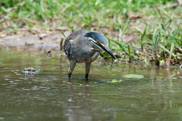 Héron strié,.Butorides striata, Striated Heron