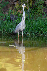 Héron cendré, Ardea cinerea, Grey Heron