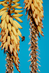 Honeybee pollinating yellow agave flower against blue sky