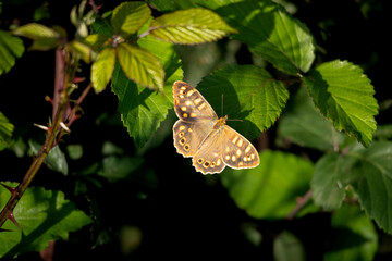 Speckled wood butterfly resting on green leaves in forest light.