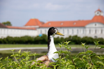Duck is posing for a photo