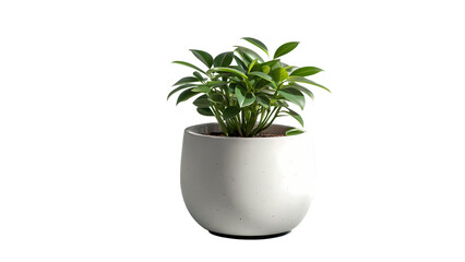 green plant in a pot