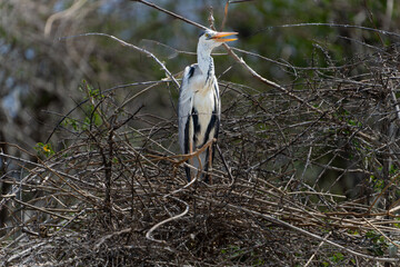 Grey heron or ardea cinerea standing in tangled sticks in tree around Gal Oya Lake