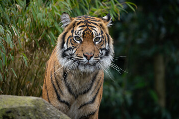 Obraz premium Tiger staring down the camera