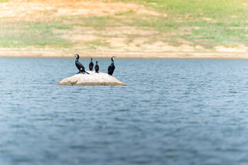 Family four great cormorant or Phalacrocorax carbo sitting on small dome shaped rock in Gal Oya Lake