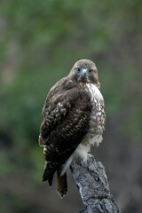 Beautiful Red Tail Hawk perched on top of deadwood branch in the Ojai Valley alert for danger and food looking to straight ahead