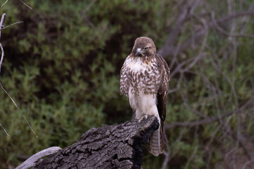 Beautiful Red Tail Hawk perched on top of deadwood branch in the Ojai Valley alert for danger and food looking to the left