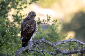 Beautiful Red Tail Hawk perched on top of deadwood branch in the Ojai Valley alert for danger and food looking to the right