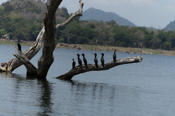 Indian cormorant or Phalacrocorax fuscicollis small flock sitting together  with open beaks on...