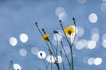 little yellow flower with blurred water background 