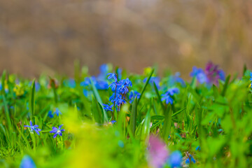 closeup heap of wild blue snowdrop flowers, beautiful spring natural background