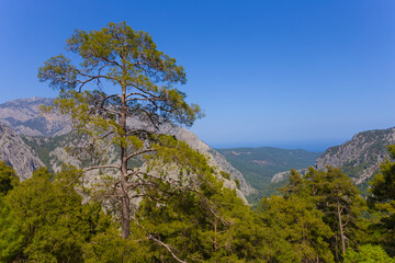 green mountain valley with pine forest on hill