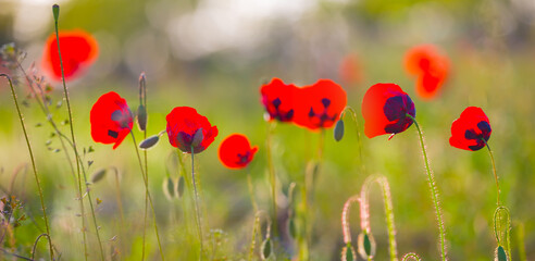 Fototapeta premium closeup heap of red poppy flowers in prairie, beautiful natural spring background