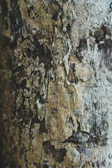 Pattern of dried brown bark wood.Cracked wood texture, big tree rough surface.Template for design. Abstract nature background. Beautiful pattern.Space for work.Banner.Wallpaper. Vertical.