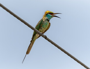 Asian green bee-eater or Merops orientalis on power-line.