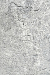 Pattern of dried light grey bark wood. Old cracked wood texture, big tree surface.Template for design. Abstract nature background. Beautiful pattern.Space for work.Banner.Wallpaper. Vertical.