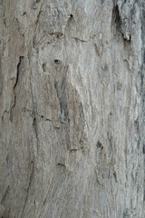 Pattern of dried light grey bark wood. Old cracked wood texture with many hole, big tree surface.Template for design. Abstract nature background. Beautiful space for work.Banner.Wallpaper. Vertical.