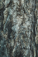 Pattern of dried brown bark wood.Cracked wood texture, big tree rough surface.Template for design. Abstract nature background. Beautiful pattern.Space for work.Banner.Wallpaper. Vertical.