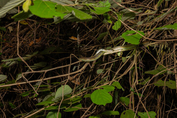 Common bronzeback snake or Dendrelaphis tristis on branch of tree at night