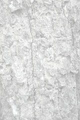 Pattern of dried light grey bark wood. Old cracked wood texture, big tree surface.Template for design. Abstract nature background. Beautiful pattern.Space for work.Banner.Wallpaper. Vertical.