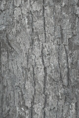 Pattern of dried dark grey bark wood.Cracked wood texture, big tree rough surface.Template for design. Abstract nature background. Beautiful pattern.Space for work.Banner.Wallpaper. Vertical.