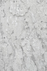 Pattern of dried light grey bark wood. Old cracked wood texture with many hole, big tree surface.Template for design. Abstract nature background. Beautiful space for work.Banner.Wallpaper. Vertical.