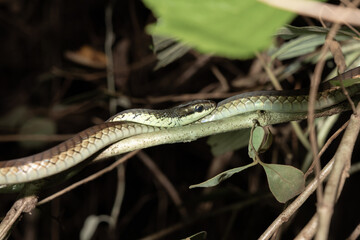 Common bronzeback snake or Dendrelaphis tristis on branch of tree at night