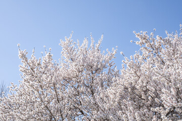 An almond grows incredible with the beginning of spring. It is an ecological and sustainable almond crop. The branches are completely full of beautiful white and bright flowers with a bright blue sky