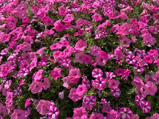 Petunias pink and bright pink striped flowers 