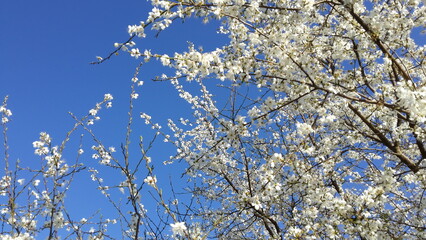 Białe kwiaty na niebie- white flowers on the sky © Sylvana