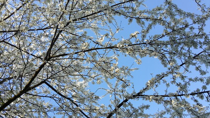 Białe kwiaty na niebie- white flowers on the sky © Sylvana