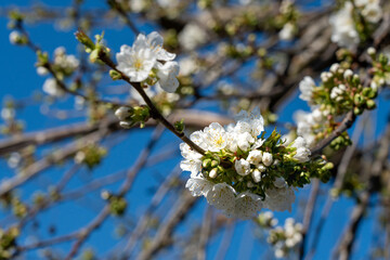 A close-up view of a tree branch in spring, featuring fresh green buds and white blossoms. The...