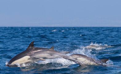 Fototapeta premium dolphins jumping out of water, Laguna Beach, California 