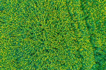 Blooming canola field from drone top down view, aerial image. Agriculture concept background