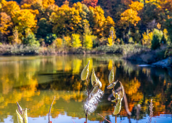fall color at Earl Bales Park Toronto