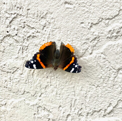 orange, white and black butterfly on a white wall
