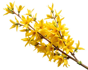 Fototapeta premium yellow flowers isolated on white background