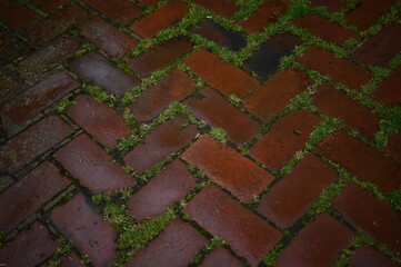 Red brick pavement with moss between the tiles after rain. Natural aged texture representing urban architecture, eco design, and time-worn materials. Perfect for architects, landscape designers, const