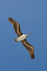 Brown Pelican, Pelecanus occidentalis, in flight