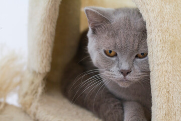 Gato raza british shorthair