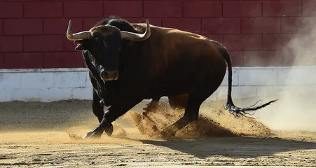 Fotobehang strong bull in a traditional spectacle of bullfight in spain © alberto