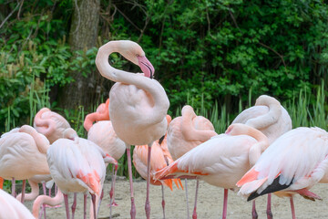 Flamingo in a group cleans its own neck while standing in the river.