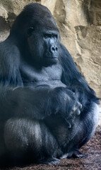 Sitting silverback gorilla looking in the distance.